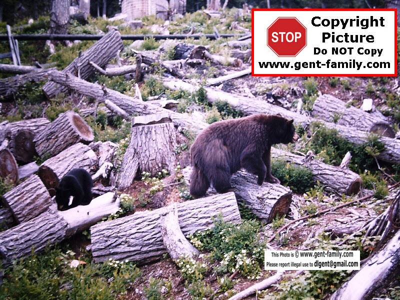 bear_and_cub_at_camp_2600.jpg