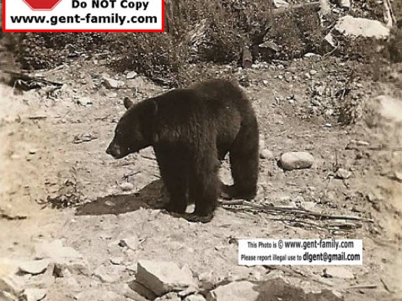 black_bear_around_cookhouse.jpg