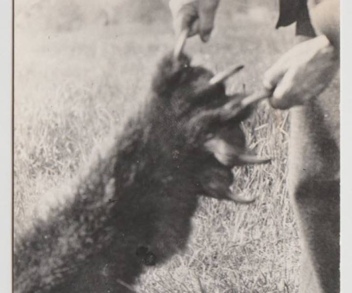 grizzly_bear_paw_shot_at_terrace.jpg