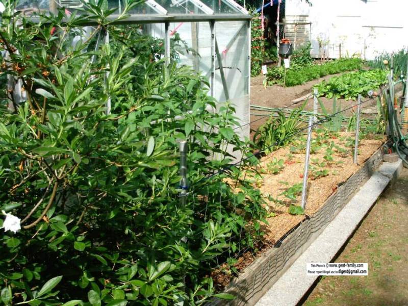 bee_balm_plant_strawberry_patch.jpg