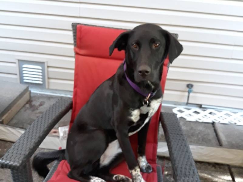 dog_lucy_in_patio_chair_2020.jpg