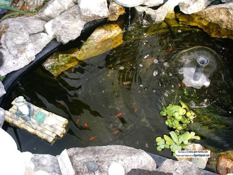 fish_in_the_pond.jpg