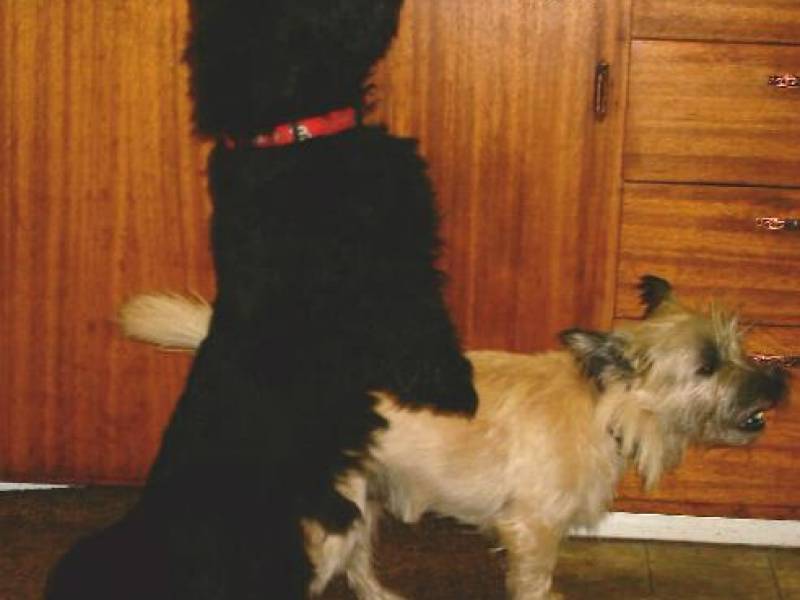 robbie_and_mac_getting_treats.jpg