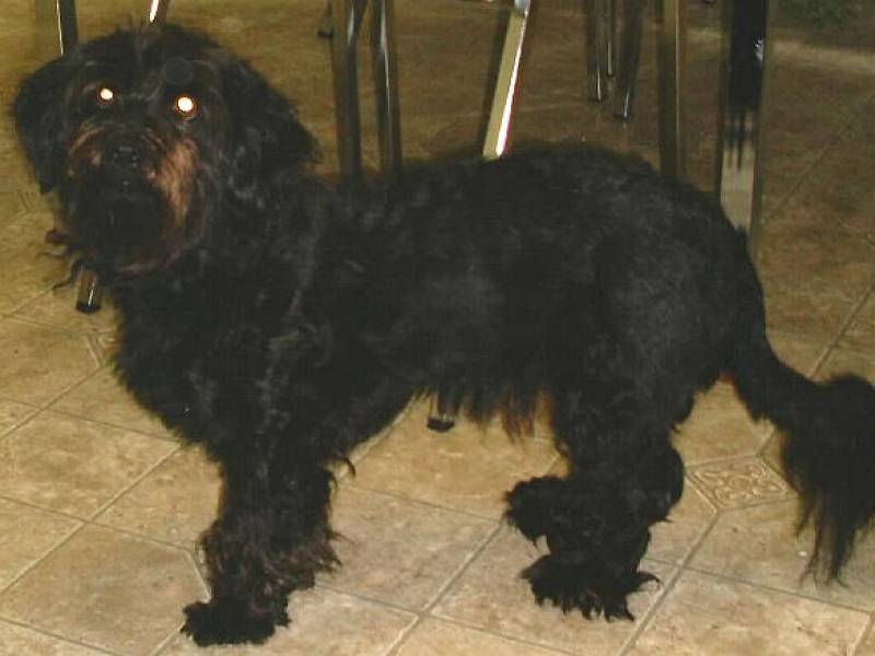 robbie_the_mutt_2003.jpg