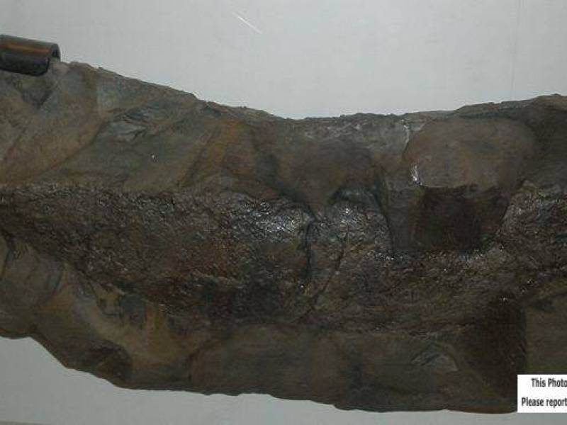 cladoselachefyleri.jpg