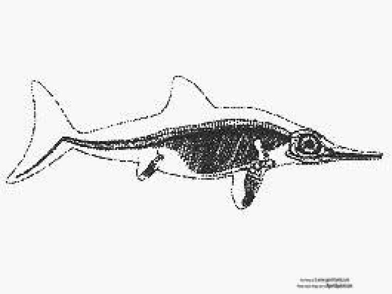 ichthyosaurmarinereptile.jpg