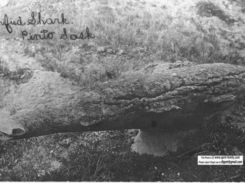 postcard_petrified_shark_pinto_date_unknown.jpg